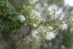 Albizia odoratissima